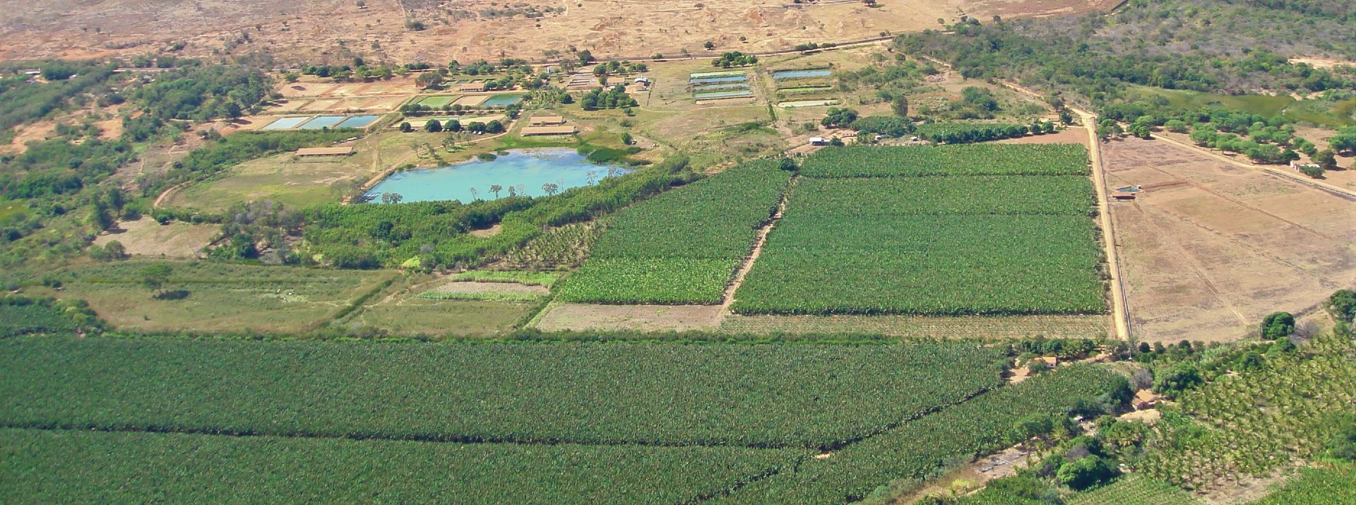 Novas pesquisas vão impulsionar a agricultura e a pecuária no estado em 2022