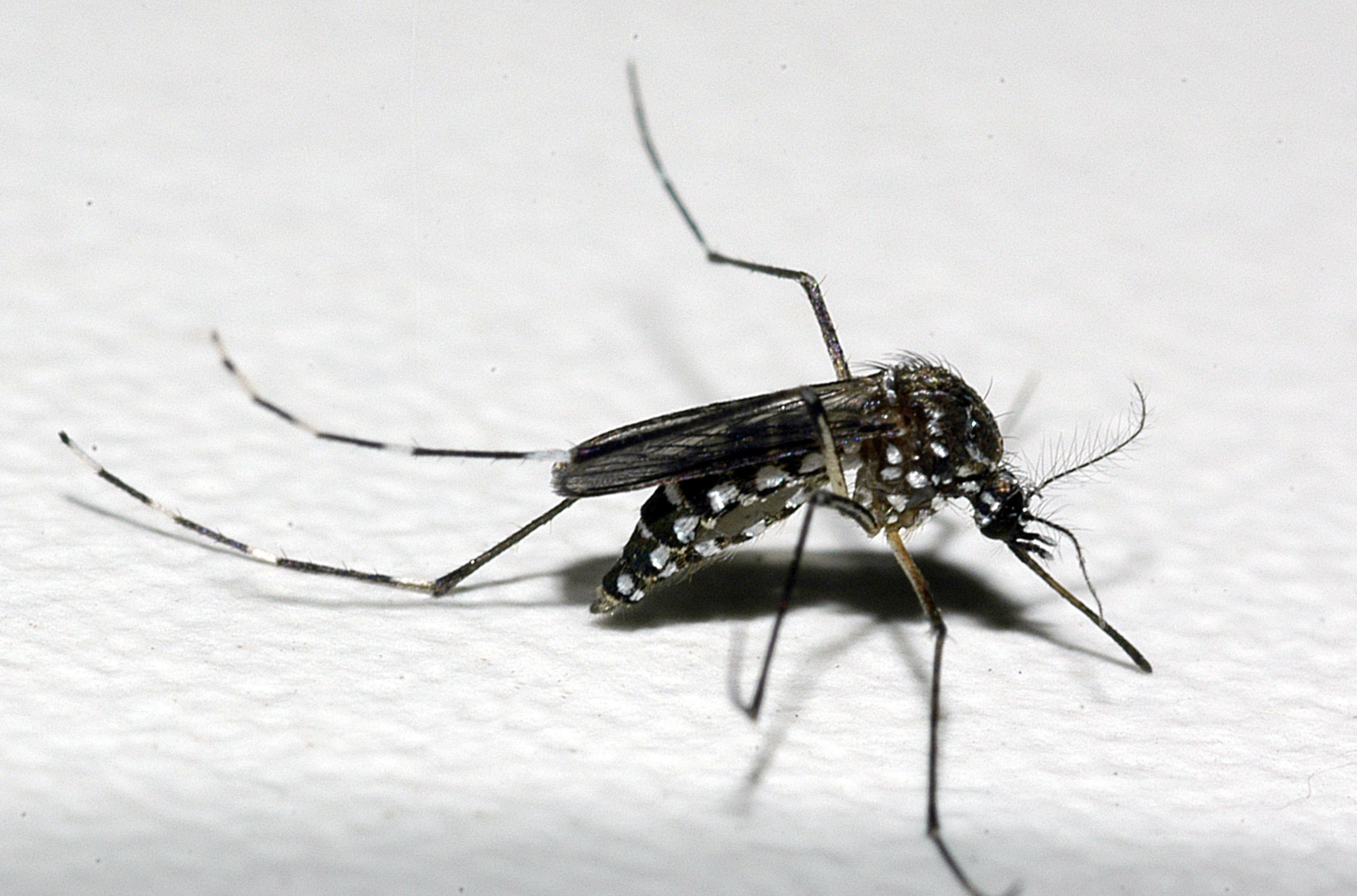 Saúde intensifica ações no Norte de Minas para conter avanço da dengue