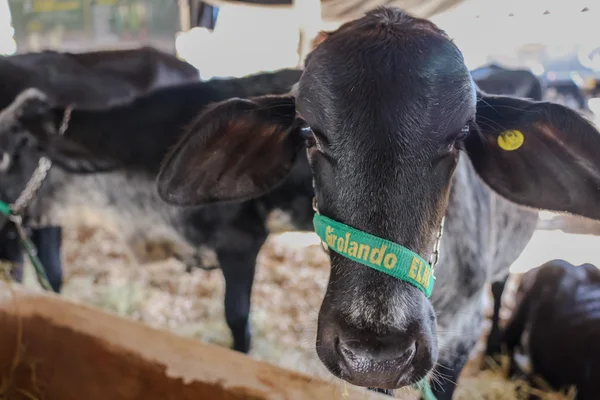 Governador de Minas participa da cerimônia de abertura da 15ª edição da feira Super Leite, em Pompéu