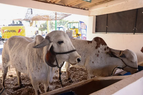 Governador de Minas participa da cerimônia de abertura da 15ª edição da feira Super Leite, em Pompéu