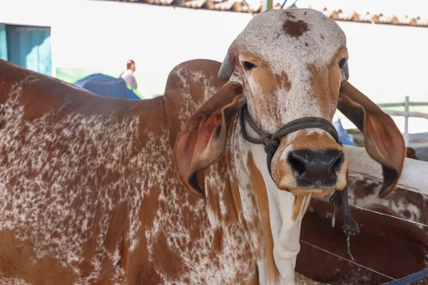 Governador de Minas participa da cerimônia de abertura da 15ª edição da feira Super Leite, em Pompéu