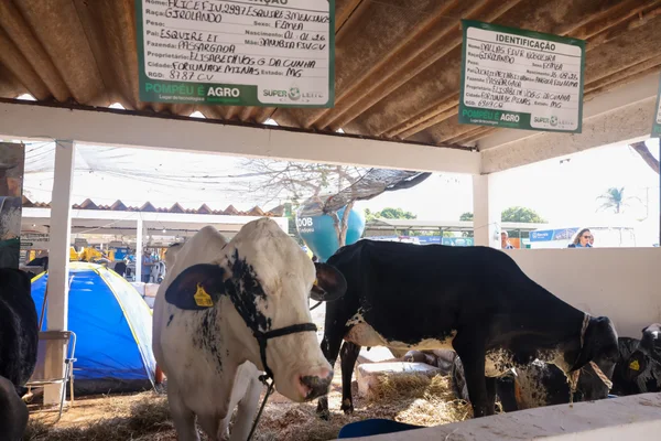 Governador de Minas participa da cerimônia de abertura da 15ª edição da feira Super Leite, em Pompéu