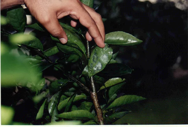 IMA capacita profissionais para identificar pragas das plantações