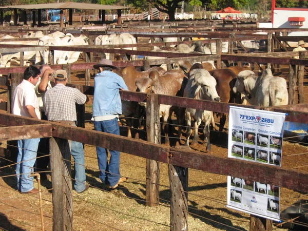 Feiras do Pro-Genética no município de Campina Verde