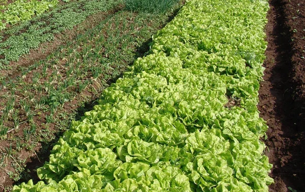 Projeto tem como foco a garantia de uma alimentação saudável à população