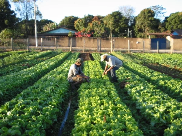 O cultivo de hortaliças já representa uma atividade econômica importante para a região
