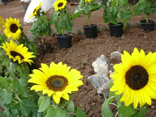 Jardim de girassóis simboliza a essência dos cuidados paliativos