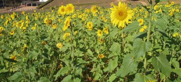 Girassol é uma das quatro culturas estudadas na fazenda experimental