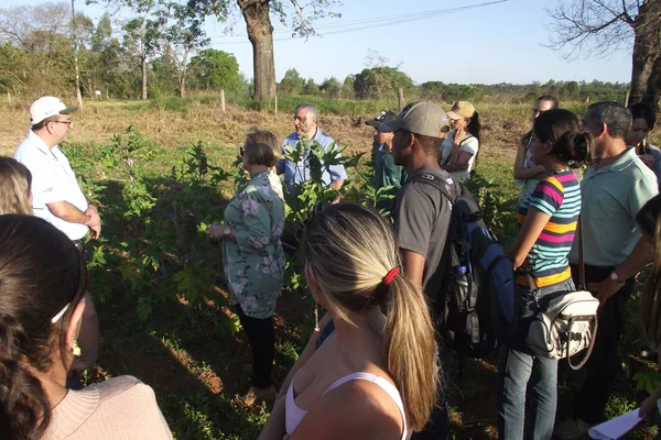 Pesquisadores avaliaram o controle de plantas daninhas na mamona