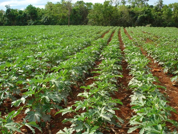 Agricultores terão acesso ao Pronaf para investir em suas propriedades