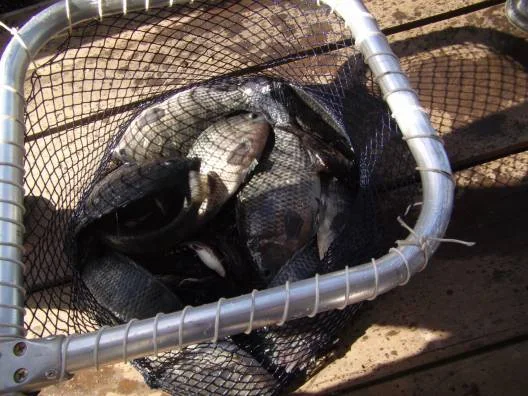 A tilápia é um dos peixes mais produzidos em cativeiro
