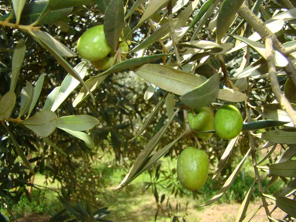 Olival da Fazenda Experimental de Maria da Fé