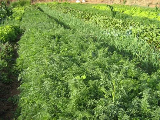 Horta comunitária garante alimentação variada e de qualidade em Vaquejador