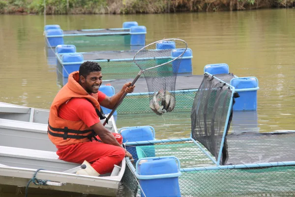 A criação de peixes na Dutra Ladeira é um projeto pioneiro no Brasil