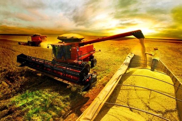 Minas Gerais deverá produzir este ano cerca de 3,7 milhões de toneladas de açúcar