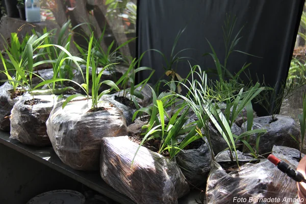 A coleta das plantas pode ser manual ou com uso de máquinas