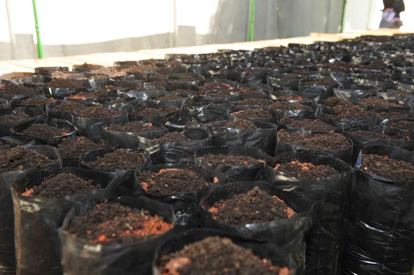 Depois de cultivadas, as mudas serão doadas a instituições ambientais