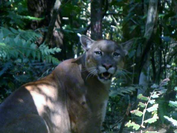 Sistema da Cemig também auxilia na proteção de outros animais, como a suçuarana