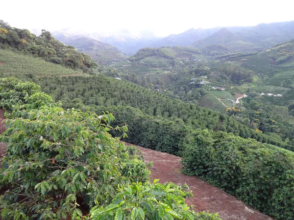 Concurso de Café de Qualidade em Minas