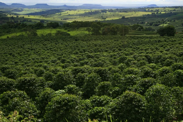 Nas fazendas é possível acompanhar todo o processo de produção do café