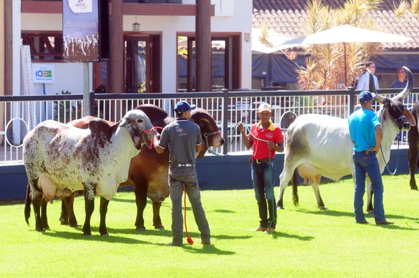 A ExpoZebu é um polo de encontro da Cadeia Produtiva da carne e do leite produzidos no Brasil