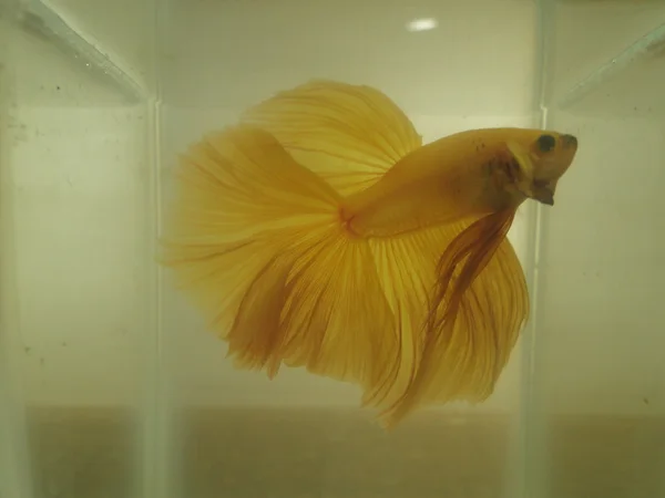 Espécie Betta é o principal peixe ornamental de Patrocínio do Muriaé