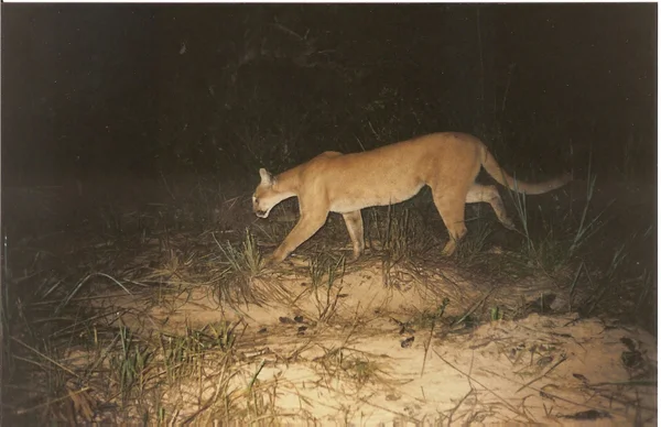 Puma
