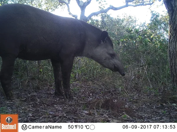 Áreas regeneradas do cerrado abrigam espécies raras de mamíferos