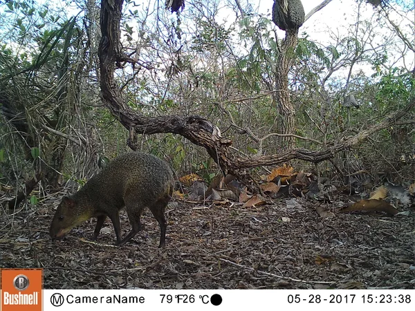 Áreas regeneradas do cerrado abrigam espécies raras de mamíferos