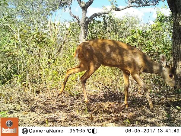 Áreas regeneradas do cerrado abrigam espécies raras de mamíferos