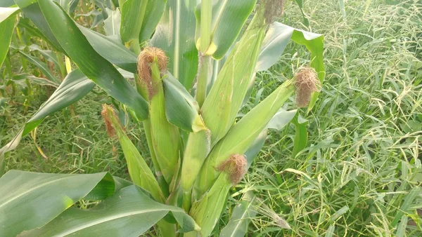 Plantação de milho na fazenda Cantinho, da Fucam