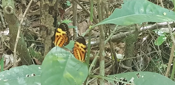 Seis trilhas temáticas apresentam os recursos naturais existentes no Parque Estadual Serra Verde