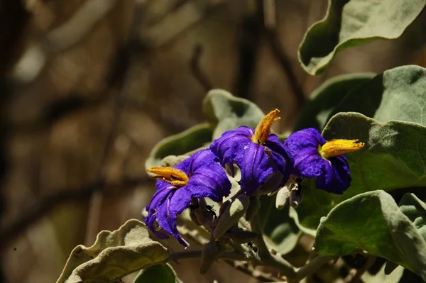 Seis trilhas temáticas apresentam os recursos naturais existentes no Parque Estadual Serra Verde