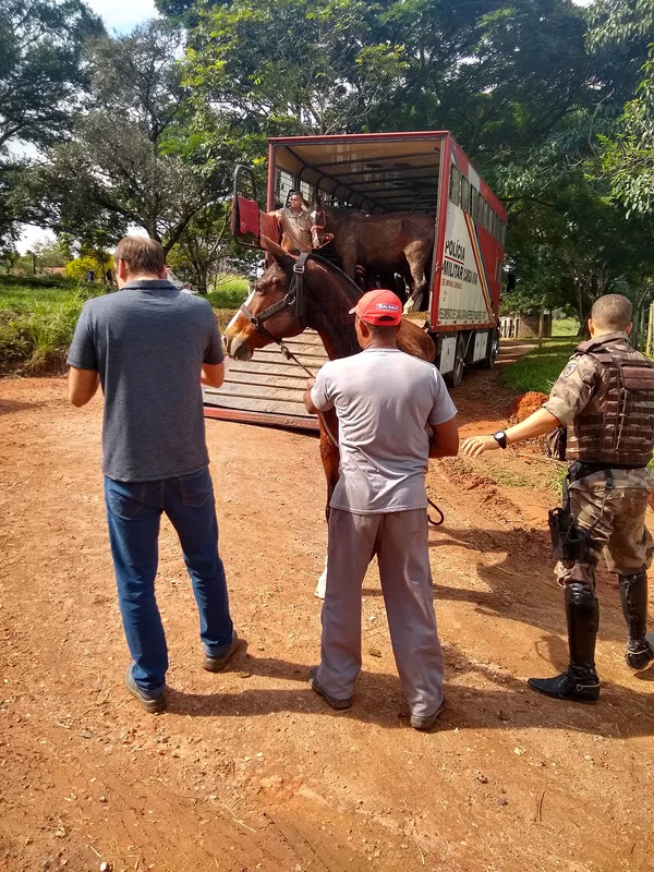 Cavalos doados à Funed contribuem para a produção de soros