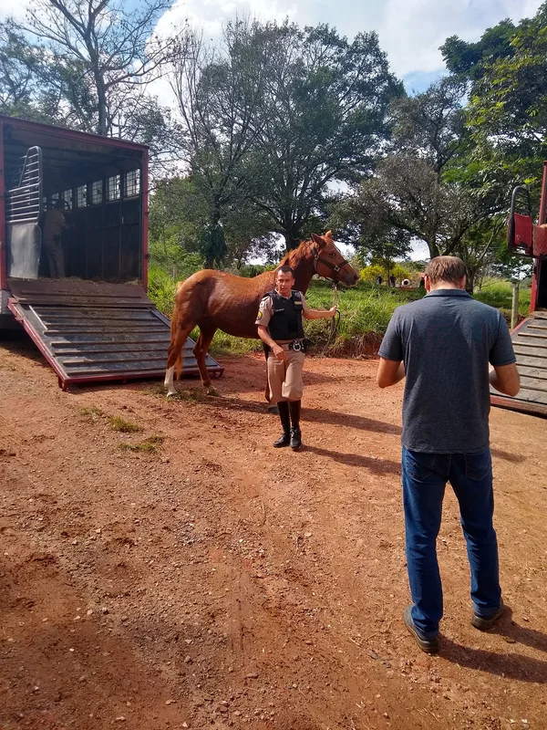 Cavalos doados à Funed contribuem para a produção de soros