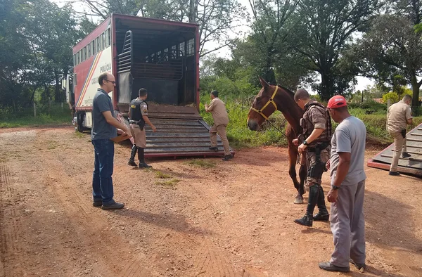 Cavalos doados à Funed contribuem para a produção de soros