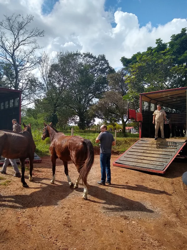 Cavalos doados à Funed contribuem para a produção de soros