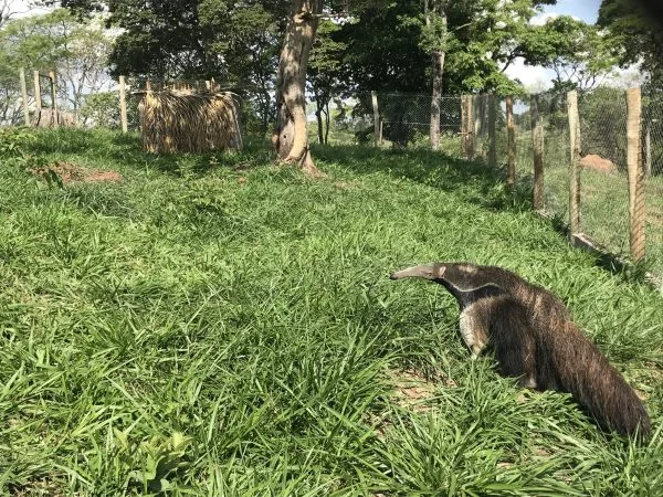 Instituto Estadual de Florestas reabilita animais silvestres vítimas de crimes ambientais