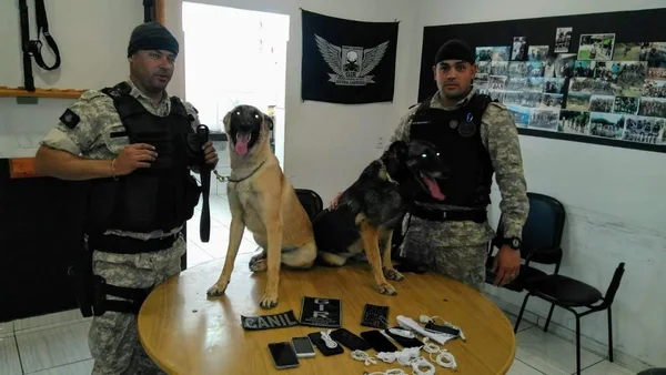 Agentes bons de faro: cachorros ajudam na rotina de segurança das unidades prisionais do Estado