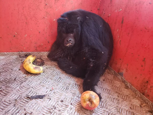 Minas Gerais registra aumento na captura de animais silvestres em áreas urbanas