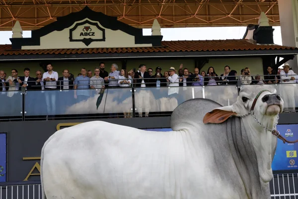 Governador participa da abertura da 88ª edição da Expozebu, em Uberaba