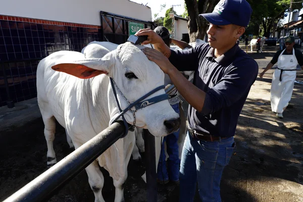 Governador participa da abertura da 88ª edição da Expozebu, em Uberaba