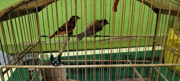 Fiscalização ambiental flagra tráfico e cativeiro irregular de animais silvestres 