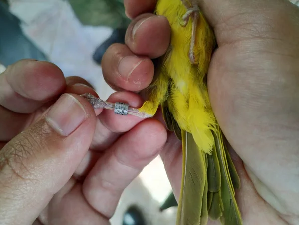 Fiscalização ambiental flagra tráfico e cativeiro irregular de animais silvestres 