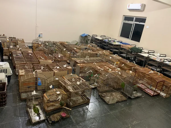 Fiscalização ambiental flagra tráfico e cativeiro irregular de animais silvestres 