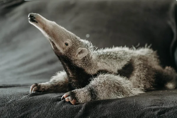 Em seu sétimo ano, Projeto TamanduASAS prepara soltura monitorada do 20º animal em reabilitação 