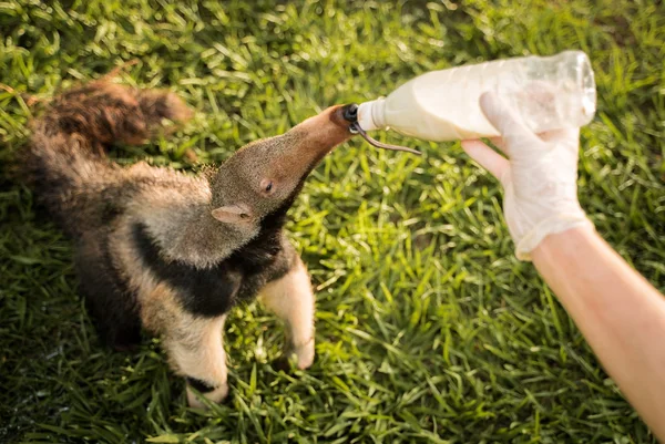 Em seu sétimo ano, Projeto TamanduASAS prepara soltura monitorada do 20º animal em reabilitação
