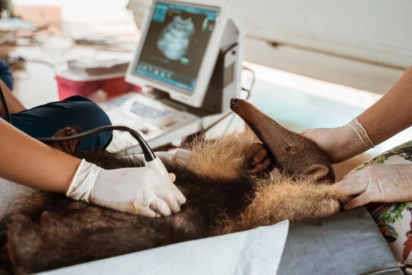 Em seu sétimo ano, Projeto TamanduASAS prepara soltura monitorada do 20º animal em reabilitação