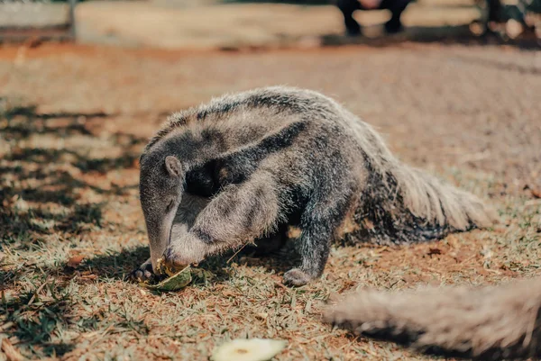 Em seu sétimo ano, Projeto TamanduASAS prepara soltura monitorada do 20º animal em reabilitação