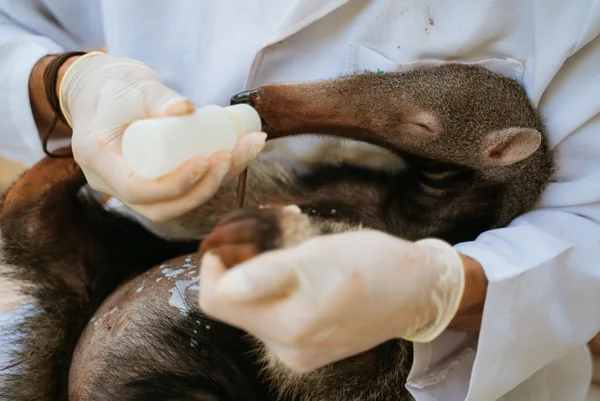 Em seu sétimo ano, Projeto TamanduASAS prepara soltura monitorada do 20º animal em reabilitação